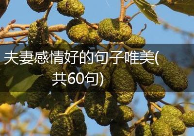 夫妻感情好的句子唯美(共60句)