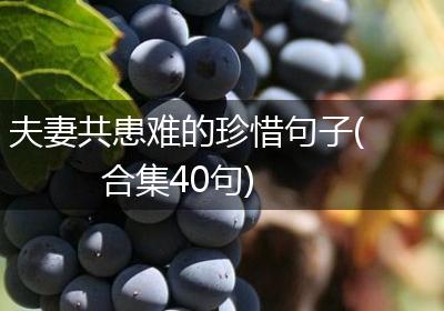 夫妻共患难的珍惜句子(合集40句)