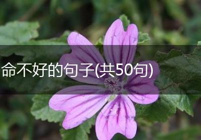 命不好的句子(共50句)