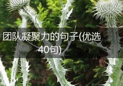 团队凝聚力的句子(优选40句)