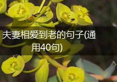 夫妻相爱到老的句子(通用40句)