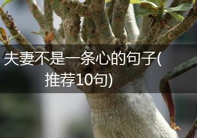 夫妻不是一条心的句子(推荐10句)