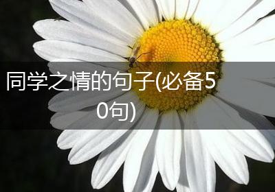 同学之情的句子(必备50句)
