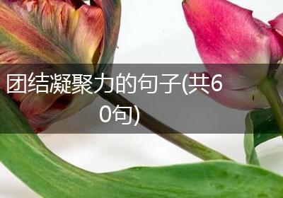 团结凝聚力的句子(共60句)
