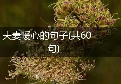 夫妻暖心的句子(共60句)
