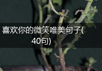 喜欢你的微笑唯美句子(40句)