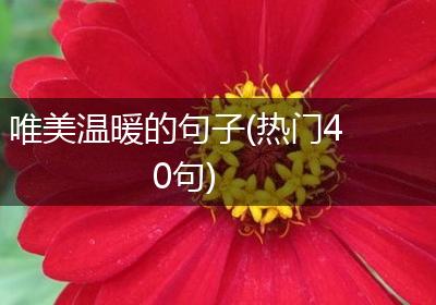 唯美温暖的句子(热门40句)