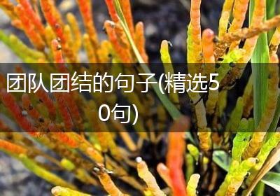 团队团结的句子(精选50句)