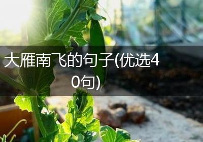 大雁南飞的句子(优选40句)