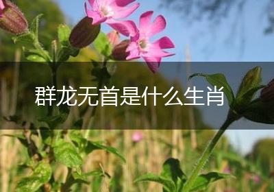 群龙无首是什么生肖