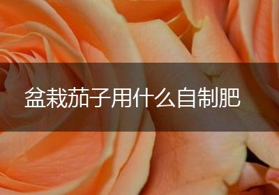 盆栽茄子用什么自制肥
