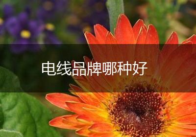 电线品牌哪种好