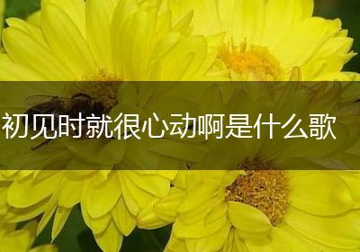 初见时就很心动啊是什么歌