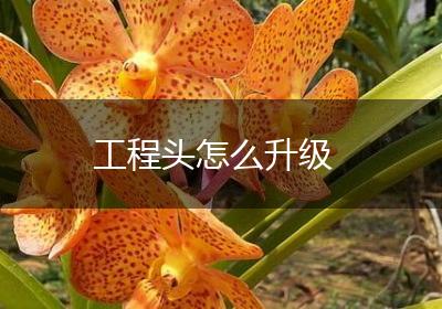 工程头怎么升级