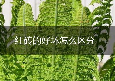 红砖的好坏怎么区分