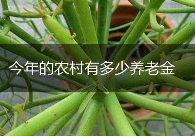 今年的农村有多少养老金