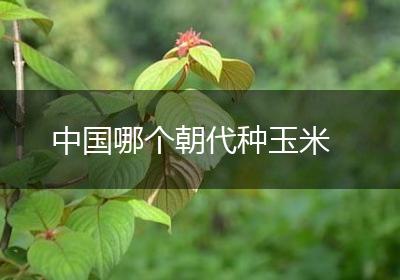 中国哪个朝代种玉米