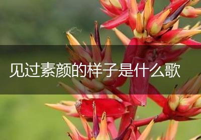 见过素颜的样子是什么歌