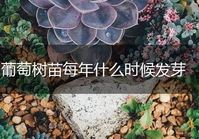 葡萄树苗每年什么时候发芽