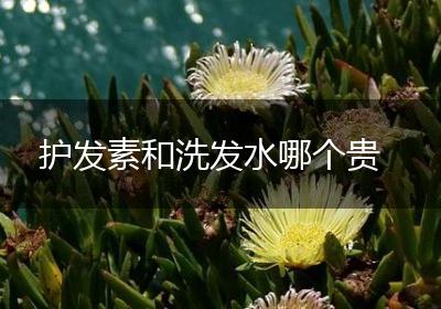 护发素和洗发水哪个贵