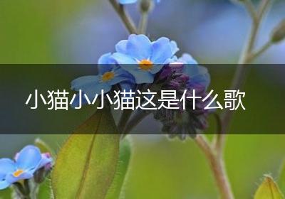 小猫小小猫这是什么歌