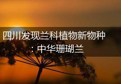 四川发现兰科植物新物种：中华珊瑚兰