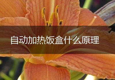 自动加热饭盒什么原理