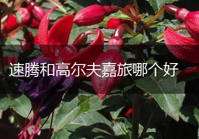 速腾和高尔夫嘉旅哪个好