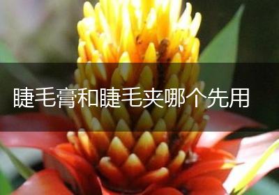 睫毛膏和睫毛夹哪个先用