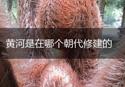 黄河是在哪个朝代修建的