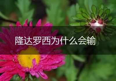隆达罗西为什么会输