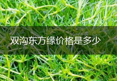 双沟东方缘价格是多少