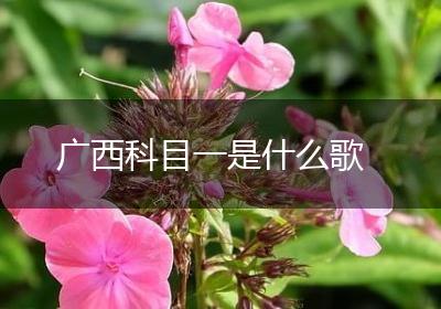 广西科目一是什么歌