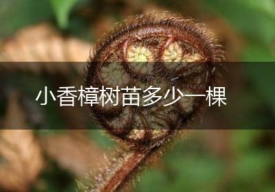 小香樟树苗多少一棵