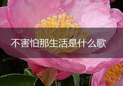 不害怕那生活是什么歌