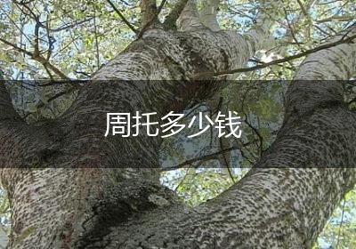 周托多少钱
