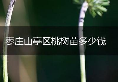 枣庄山亭区桃树苗多少钱