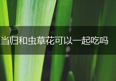 当归和虫草花可以一起吃吗