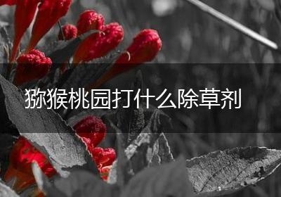 猕猴桃园打什么除草剂