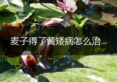麦子得了黄矮病怎么治