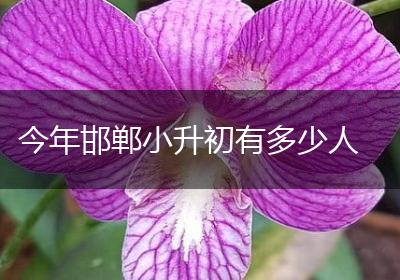 今年邯郸小升初有多少人