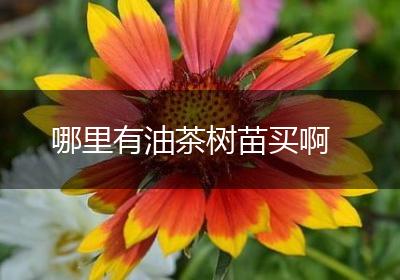 哪里有油茶树苗买啊