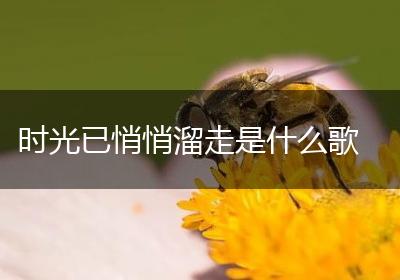 时光已悄悄溜走是什么歌