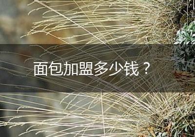面包加盟多少钱？