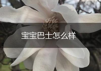 宝宝巴士怎么样