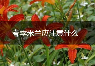 春季米兰应注意什么