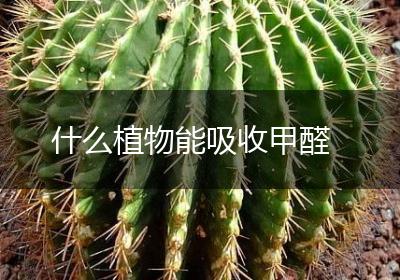 什么植物能吸收甲醛
