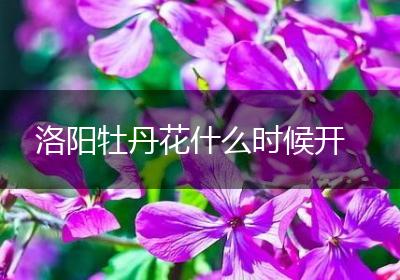洛阳牡丹花什么时候开