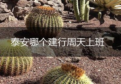 泰安哪个建行周天上班