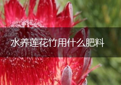 水养莲花竹用什么肥料